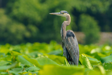 Great Blue Heron flying and scouring lake in morning light, Summer in Fishers, Indiana. 