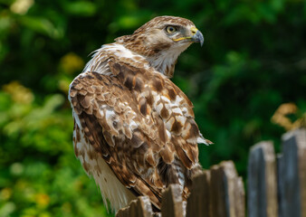 Red shouldered hawk sitting on fence in wooded area. Fishers, Indiana, Summer 2023. 