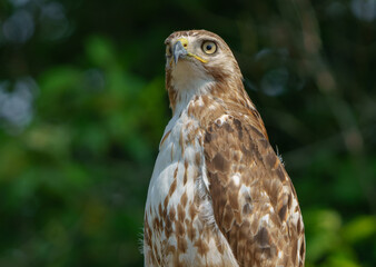 Red shouldered hawk sitting on fence in wooded area. Fishers, Indiana, Summer 2023. 
