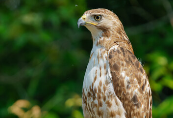 Red shouldered hawk sitting on fence in wooded area. Fishers, Indiana, Summer 2023. 