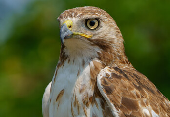 Red shouldered hawk sitting on fence in wooded area. Fishers, Indiana, Summer 2023. 