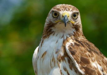 Red shouldered hawk sitting on fence in wooded area. Fishers, Indiana, Summer 2023. 