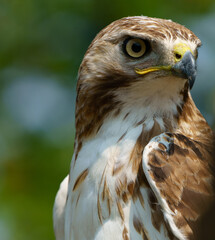 Red shouldered hawk sitting on fence in wooded area. Fishers, Indiana, Summer 2023. 