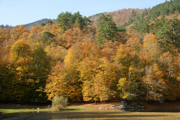 Obraz premium Yedigoller in Bolu, Turkey.