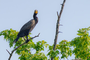 Double-Crested Cormorant perched high in a bare tree. 