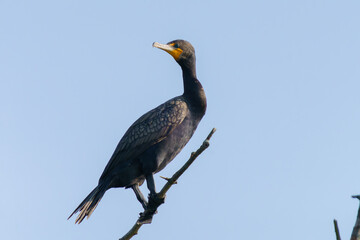 Double-Crested Cormorant perched high in a bare tree. 