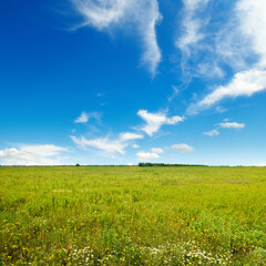 Flowers in green grass and blue sky. - 622803869