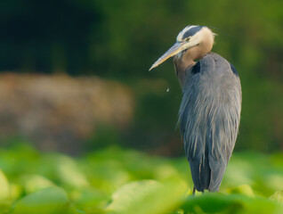 Great Blue Egret perched while scouring for fish in morning light. 