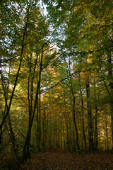 Obraz premium Yedigoller in Bolu, Turkey.