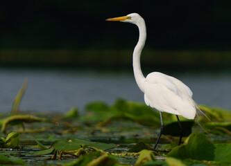 Great Egret stalking prey in morning light, Geist Reservoir, Fishers, Indiana.