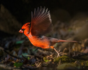 A redbird opens wings, flying up from ground in Autumn afternoon. Northern Cardinal can be found in southeastern Canada, through the eastern United States. The male is a vibrant red..