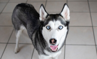 Fototapeta premium Portrait of a Siberian Husky with the blue eyes 