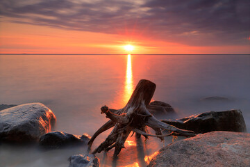 Korzeń drzewa wyrzucony przez morze na brzeg plaży w Rozewiu w Polsce, plaża nad morzem Bałtyckim o wschodzie słońca - obrazy, fototapety, plakaty