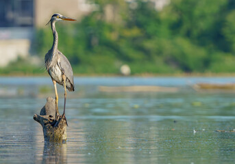 Great Blue Heron preparing to launch over lake from tree in the middle of lake. Summer 2023.