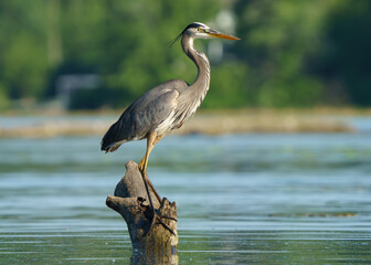 Great Blue Heron preparing to launch over lake from tree in the middle of lake. Summer 2023.