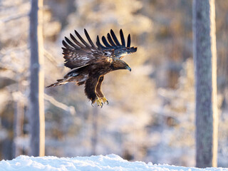 Golden eagle (Aquila chrysaetos)