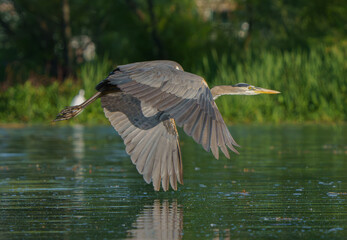 Great Blue Heron preparing to launch over lake from tree in the middle of lake. Summer 2023.