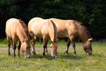 Obraz na płótnie Canvas Three dun Przewalski’s horses grazing close together in field during a summer morning