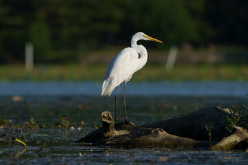 Great Egret stalking prey in morning light, Geist Reservoir, Fishers, Indiana.