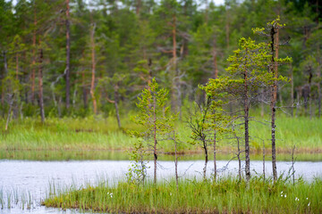 Obraz premium Tranquil Marshland Vibrant Nature in a Swedish Wilderness