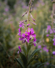 Purple wildflower in the long grass