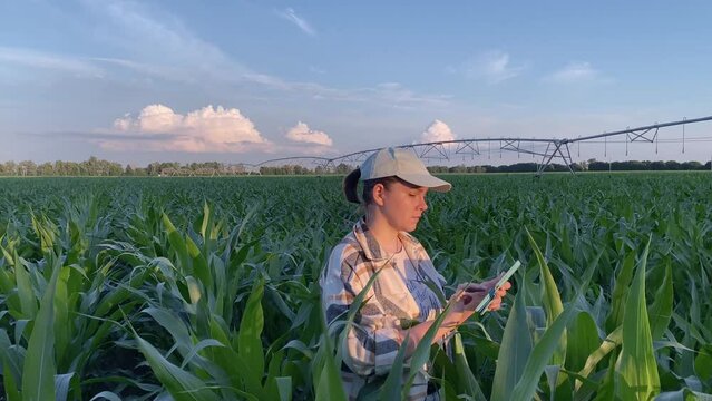 Busy woman farmer inputs data using digital tablet in cornfield at sunset. Agricultural industry irrigation system on backdrop of serene sky with beautiful clouds. Modern agriculture, smart farming