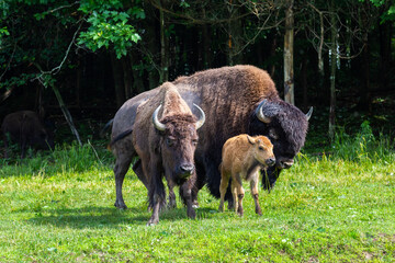 Family of American bison walking on grass and grazing during a summer morning