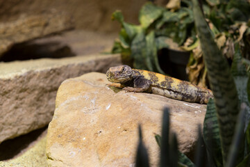 Reptile life in a terrarium