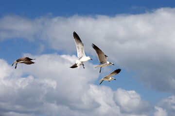 Seagulls flying on background of blue sky with white clouds