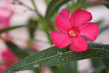 Fototapeta na wymiar Background with pink nerium or oleander; Nerium oleander