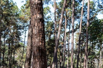 Image taken at Alberto Simões Park in São José dos Campos, São Paulo, Brazil.