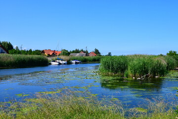 A view of a vast lake or river covered with reeds in some parts and with animals, such as swans, storks, and ducks swimming on it seen on a sunny summer day on a Polish countryside