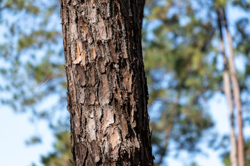 Details of a beautiful tree trunk in the forest.