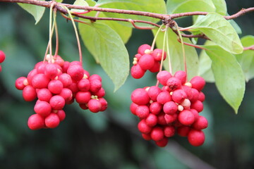 Red fruits of schisandra growing on branch in row. Schizandra on liana in garden