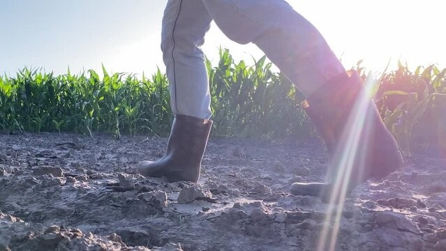 Side view low section female farmer in rubber boots walks dirt road alongside cornfield rows. Agricultural landscape under blue sky of golden hour sunset. Young woman agronomist inspects crop field