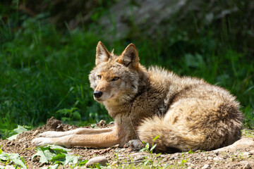 Naklejka na ściany i meble Closeup of coyote resting on earthy mound during a sunny summer morning