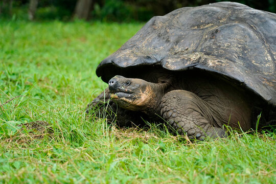 Close up of Galapagos Giant Tortoise, Santa Cruz Island 