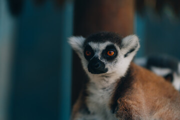 Naklejka na ściany i meble Close up shot of relaxed ring tailed lemur. Cute furry animal taking sunbath and resting
