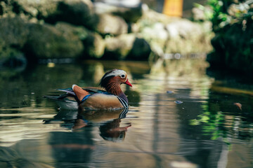 Close up shot of mandarin duck swimming in the lake. The most colorful duck in the world, pond bird...