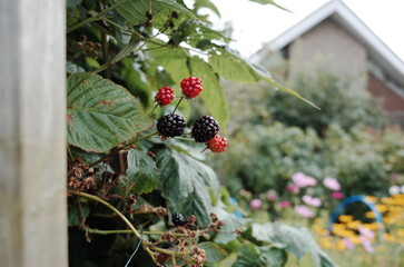 allotment in autumn