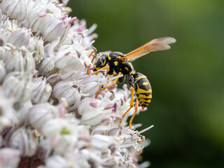 Wasp on garlic flower close-up