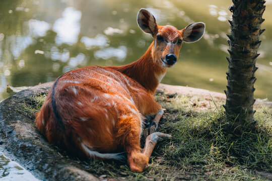 Close up shot of cute orange deer lying down on grass. Deer fawn resting and sleeping habits