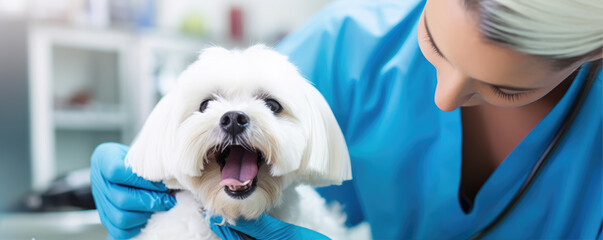 Cute white dog puppy in veterinary hospital or clinic. panorama photo