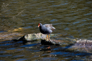 Dusky Moorhen (Gallinula tenebrosa)