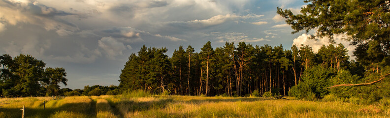 Fototapeta na wymiar forest steppe sunset landscape. long banner