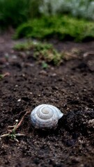 snail on a leaf