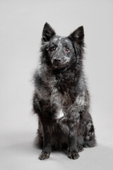 cute hungarian mudi dog sitting portrait in a studio on a grey background
