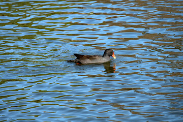 Dusky Moorhen (Gallinula tenebrosa)