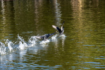 Dusky Moorhens (Gallinula tenebrosa)