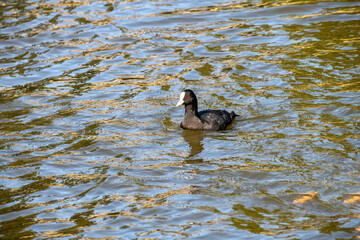 Eurasian Coot (Fulica atra)